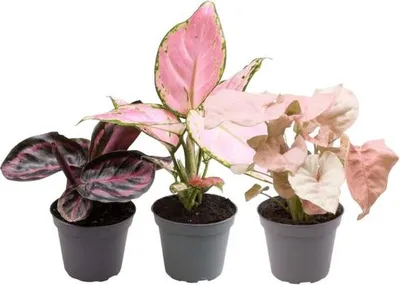 Obrázek produktu pro Sada pokojových rostlin Pink Mix (3 ks): Syngonium Neon + Aglaonema Red Zircon
