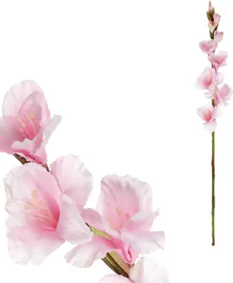 Image de Autronic Gladiola rose clair KT7300 PINK2