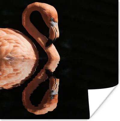 Produktbild von MuchoWow® Poster Flamingo - Wasser - Spiegelung 50x50 cm - Wohnzimmerdekoration