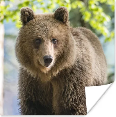 Produktbild von MuchoWow® Poster Bär - Braun - Wald 50x50 cm - Wohnzimmerdekoration