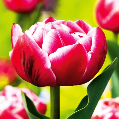 Obrázok produktu pre Tulipány Cibuľky Cibuľky Kvety Dvojitý tulipán Columbus 5 ks.