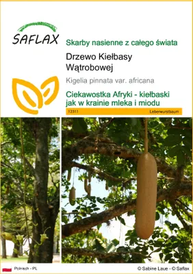 Zdjęcie produktu dla SAFLAX - Drzewo Kiełbasy Wątrobowej - 10 Nasiona - Kigelia pinnata var. africana