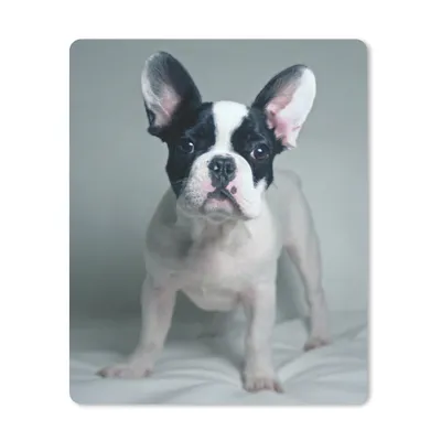 Produktbild von MuchoWow® Mauspad Mousepad Französische Bulldogge - Welpe - Weiß 30x40 cm - Mousepads - Maus Mat - Pad - Mausunterlage - Mausmatten