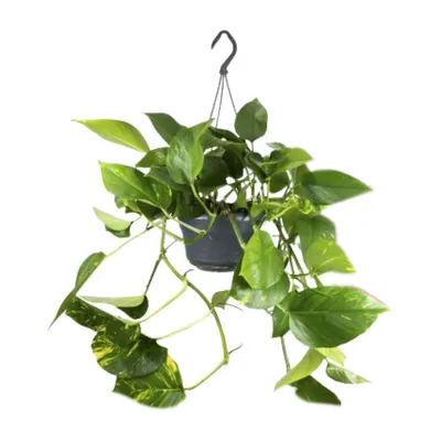 Immagine prodotto di Epipremnum pinnatum