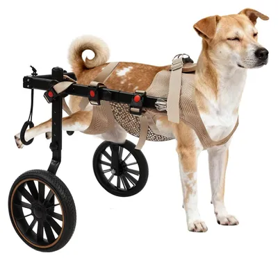 Produktbild von Verstellbarer Hunderollstuhl aus Aluminium für große Hunde