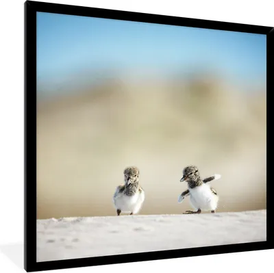 Produktbild von MuchoWow® Gerahmtes Poster Junge - Sand - Vögel 40x40 cm - Poster mit Schwarzem Bilderrahmen Wandposter Rahmen Foto Bilder - Mit Rahmen - Wanddekoration Schlafzimmer
