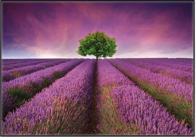 Produktbild von Wallario Wandbild Lila Blumenfeld, Größe: 70,30 x 100,30 cm, Poster mit schwarzem Aluminiumrahmen
