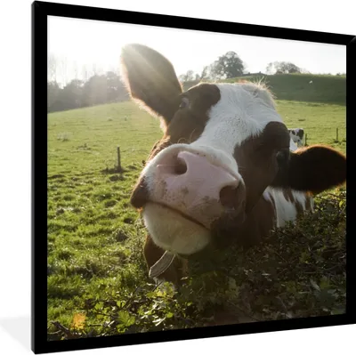 Produktbild von MuchoWow® Gerahmtes Poster Kuh - Licht - Landschaft 40x40 cm - Poster mit Schwarzem Bilderrahmen Wandposter Rahmen Foto Bilder - Mit Rahmen - Wanddekoration Schlafzimmer