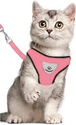 Image de Harnais pour chat Jumada/Harnais pour chat/Harnais pour chat avec laisse/Harnais pour chien/Harnais pour chien/Rose