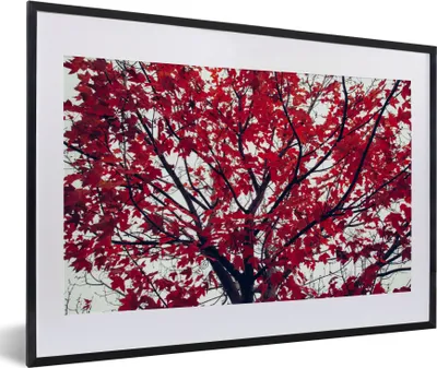 Produktbild von MuchoWow® Gerahmtes Poster Ahorn - Blätter - Herbst - Natur 60x40 cm - Poster mit Schwarzem Bilderrahmen Wandposter Rahmen Foto Bilder - Schlafzimmer - Plakat in Rahmen - Drucken