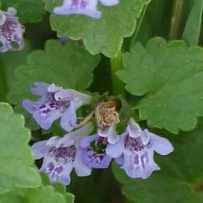 Obrázok produktu pre 6 x Gundermann - Glechoma hederacea | kvetináč 9cm x 9cm