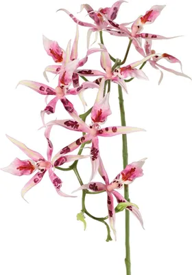 Produktbild von Kunstblume Spinnenorchidee Brassia rosa mit 9 Blüten und 2 Knospen