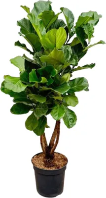 Obrázok produktu pre Trendyplants - Ficus Lyrata rozvetvený - Tabaková rastlina - Izbová rastlina - Výška 190-210 cm - Veľkosť kvetináča Ø32cm