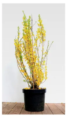 Produktbild von Forsythie x intermedia 'Lynwood' 60–80 cm – Winterhart, mehrjährig, pflegeleicht – Goldglöckchen – Heckenpflanze für Garten und Sichtschutz
