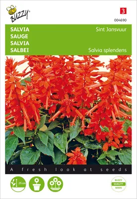 Produktbild von Salbei Johannisfeuer | Salbeisamen von Buzzy Seeds