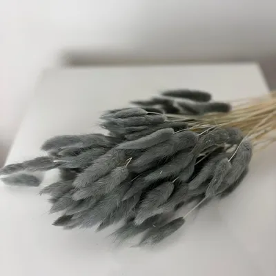 Produktbild von Lagurus Hasenschwanz Samtgras Trockenblumen 60-70cm DIY Blumendeko Naturdeko