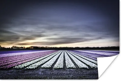 Produktbild von MuchoWow® Poster Tulpenfelder auf dem Keukenhof in Holland 120x80 cm - Bilder