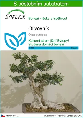 Obrázek produktu pro SAFLAX - olivovník - Olea europea - 20 Semena - S pěstebním substrátem bez klíčků