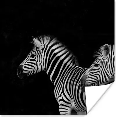 Produktbild von MuchoWow® Poster Zebra - Weiß - Tiere - Schwarz 50x50 cm - Wohnzimmerdekoration