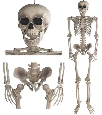 Obrázek produktu pro Dekorativní kostra o výšce 160 cm pro Halloween