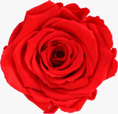 Produktbild von Infinity Rose L Ø5cm konserviert stabilisiert haltbar Rosenkopf ewige Rosenblüte 1 St. Lachs (ora03)