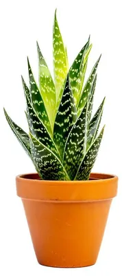 Produktbild von Gardners Aloe Tiki Tahi, Durchmesser 8,5 cm