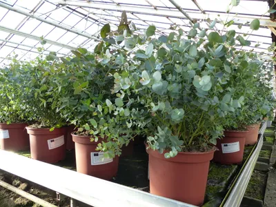 Produktbild von XXL Eucalyptus Gunni Gunnii Busch Eukalyptusbaum 50 - 65 cm, Pflanze winterhart