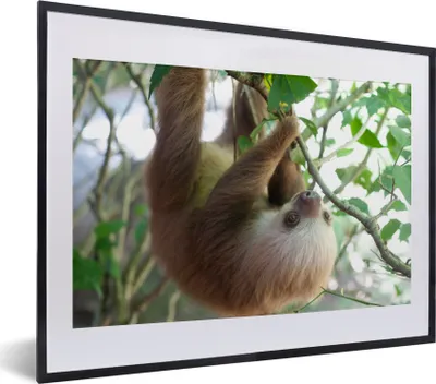 Produktbild von MuchoWow® Gerahmtes Poster Baby Faultier 40x30 cm - Poster mit Schwarzem Bilderrahmen Wandposter Rahmen Foto Bilder - Bilderrahmen - Poster im Rahmen