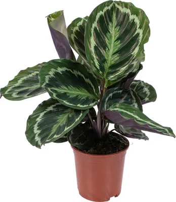 Image de Bloomique - Calathea Medallion - Plante paon - Plante d’intérieur - Dépolluante - Sans danger pour les animaux - Hauteur 40-50 cm - Pot 14 cm