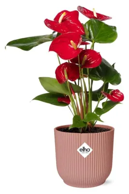 Image de Anthurium Red en ELHO Vibes Fold pink - 30-40cm - Ø14cm - Plante d'intérieur - Vert persistant