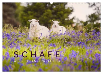 Produktbild von Schafe - Weich und wollig (Wandkalender 2027 DIN A2 quer), CALVENDO Monatskalender