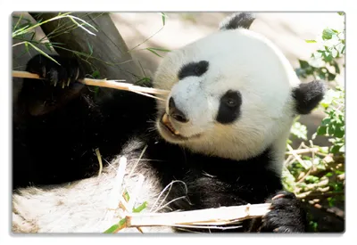 Produktbild von Wallario Frühstücksbrettchen aus Glas 20 x 30 cm mit rutschfesten Füßen, Motiv Panda knabbert an Bambusstücken