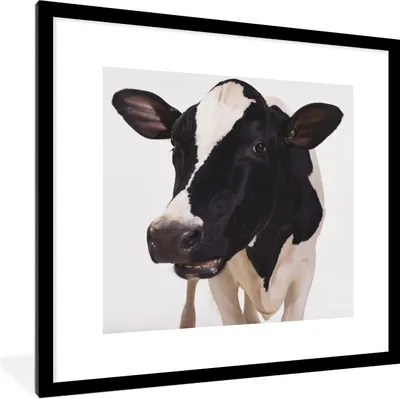 Produktbild von MuchoWow® Gerahmtes Poster Kuh - Weiß - Tiere - Schwarz 40x40 cm - Poster mit Schwarzem Bilderrahmen Wandposter Rahmen Foto Bilder - Poster - Plakat im Rahmen