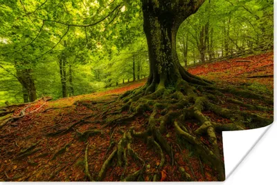 Produktbild von MuchoWow® Poster Baum - Wald - Herbstblätter 180x120 cm - Fotoplakat