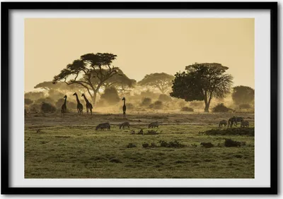 Produktbild von Bild - Bilderrahmen - 100 cm x 70 cm - MDF - Rahmen - Foto - Wandkunst Giraffen in der Savanne