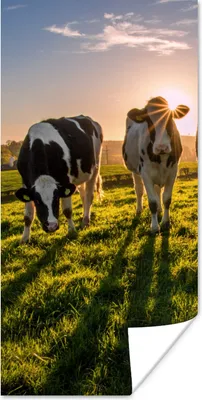 Produktbild von MuchoWow® Poster Kühe - Sonne - Gras - Tiere - Bauernhof 40x80 cm - Dekoration