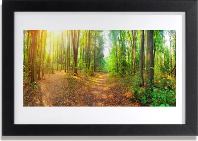 Produktbild von Bild 30x20 MDF-Rahmen Wandkunst Natur Wald Bäume
