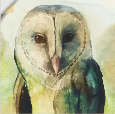 Produktbild von ARTland Wandbild, selbstklebend Eule I Größe: 100x100 cm