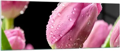 Produktbild von Bilder auf glas - Tulpe Blumen Tau - 140x50cm - Glasbilder - Wandbilder - Kunstdruck - zum Aufhängen bereit - Wanddekoration aus Glas - Glas Bilder - Wandbild auf Glas - Einteilig - GAB140x50-2483