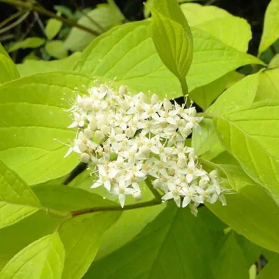 Image de 2 x  Cornouiller blanc  - Cornus alba 'Aurea'  | 60-80 cm en conteneur