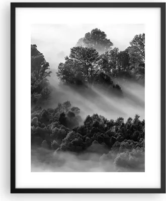 Produktbild von Gerahmtes Poster - Schwarzer Rahmen - Schwarzweiß Bäume Nebel - 40x50 cm - Wand Bild - Wanddeko - Wandbilder - Kunstposter - Wandposter - Bilderrahmen - Bilder - Kunstdruck - P2BPA40x50-4510