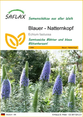 Produktbild von SAFLAX - Blauer - Natternkopf - Echium fastuosa - 100 Samen