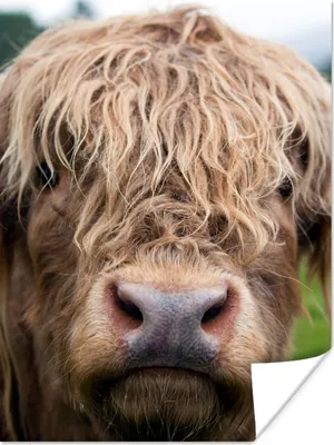 Produktbild von MuchoWow® Poster Schottische Highlander - Gras - Wald 90x120 cm - Wohnzimmer