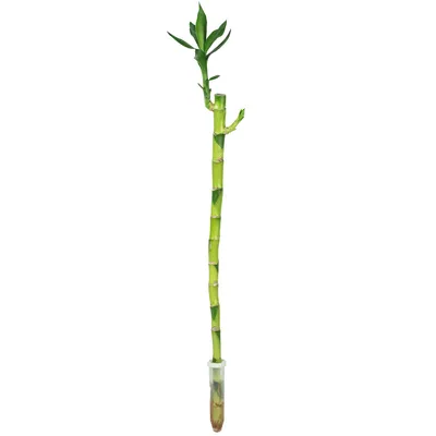 Produktbild von Glücksbambus 'Lucky Bamboo' gerader Stengel, im Röhrchen - pflegeleichte Zimmerpflanze, Dracaena Sanderiana - Höhe ca. 50 cm, Topf-Ø 5 cm