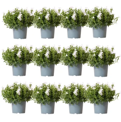 Produktbild von Campanula Addenda - Glockenblume Weiß Topf Größe 12Cm - 2M2 Bodendecker - 12 Stück - Ambella Weiß - Gartenpflanzen - Hardy