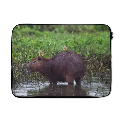Produktbild von MuchoWow® Laptop Hülle 14 ZollEin Wasserschwein in einem Sumpfgebiet Laptoptasche - Laptoptasche - Stoßsicher - Schutzhaube