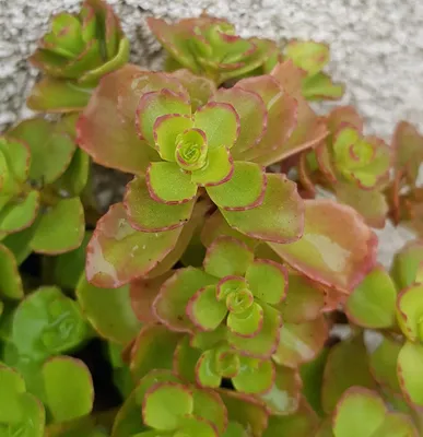 Image de Sedum spurium / Orpin bâtard