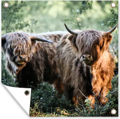 Produktbild von MuchoWow® 50x50 cm Outdoor-Poster Gartendeko Sichtschutz Garten Poster für den Garten  Schottische Highlander - Wald - Tiere