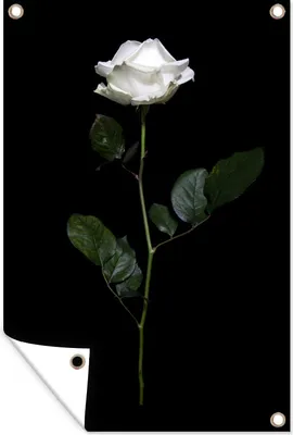 Produktbild von MuchoWow® 60x90 cm Outdoor-Poster Gartendeko Sichtschutz Garten Poster für den Garten  Eine weiße Rose auf schwarzem Hintergrund