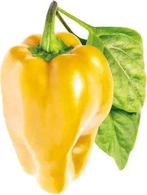 Produktbild von Click and Grow gelbe Paprika, Kapseln mit Samen und Substrat 3 Stück